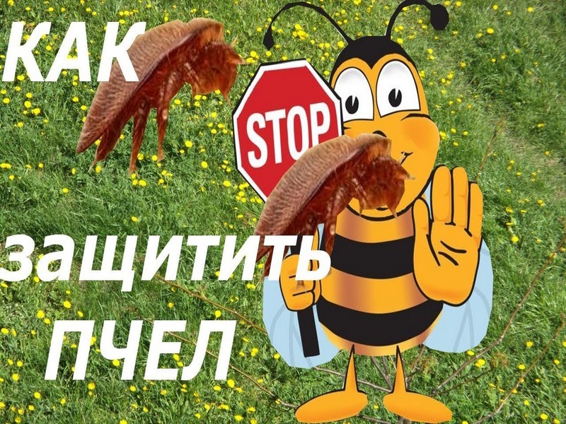 ПАМЯТКА сельхозтоваропроизводителям и пчеловодам по предотвращению негативного воздействия пестицидов на пчел.