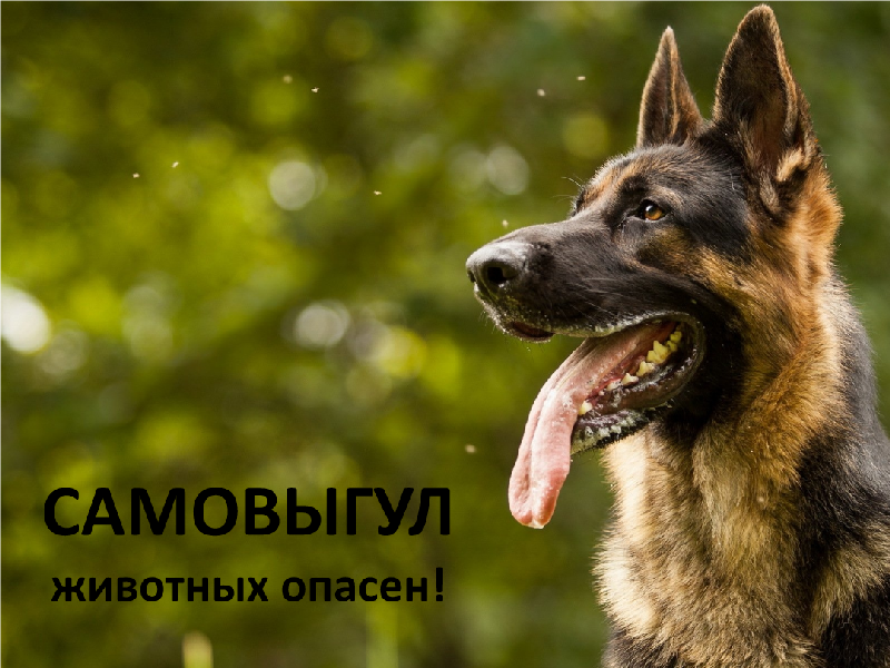 Самовыгул животных опасен.