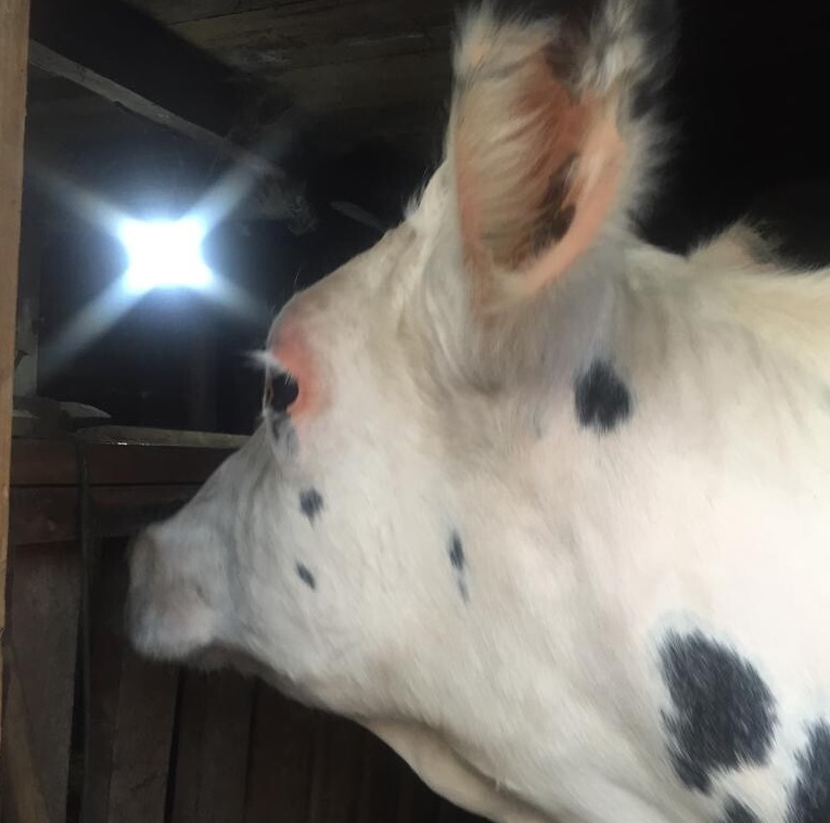 На двух подворьях жителей нашего округа появились породистые молочные коровы.